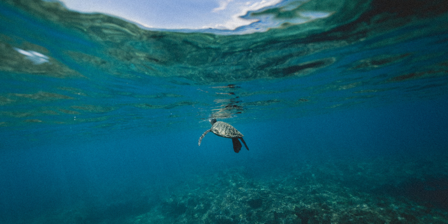 a sea turtle swimming in the La Jolla Ecological Reserve